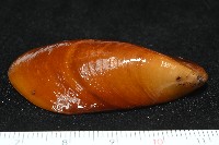平端深海殼菜蛤藏品圖，第2張