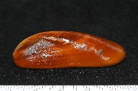 平端深海殼菜蛤藏品圖，第3張
