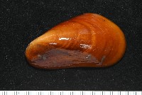 平端深海殼菜蛤藏品圖，第4張