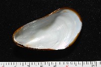 平端深海殼菜蛤藏品圖，第6張
