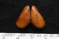 平端深海殼菜蛤藏品圖，第2張