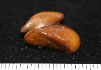 平端深海殼菜蛤藏品圖，第3張
