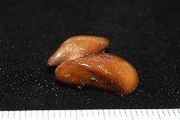 平端深海殼菜蛤藏品圖，第4張
