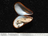 平端深海殼菜蛤藏品圖，第6張