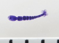 新種葉槽絛蟲藏品圖，第2張