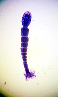 新種葉槽絛蟲藏品圖，第4張
