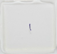 新種葉槽絛蟲藏品圖，第6張