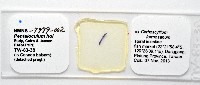 新種葉槽絛蟲藏品圖，第5張