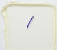 新種葉槽絛蟲藏品圖，第7張