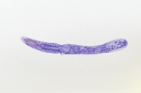 新種葉槽絛蟲藏品圖，第2張