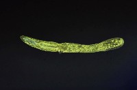 新種葉槽絛蟲藏品圖，第3張