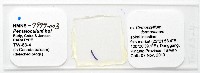 新種葉槽絛蟲藏品圖，第5張