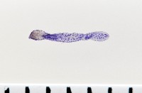 新種葉槽絛蟲藏品圖，第1張