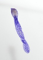 新種葉槽絛蟲藏品圖，第4張