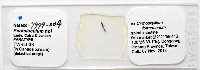 新種葉槽絛蟲藏品圖，第5張
