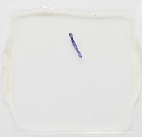 新種葉槽絛蟲藏品圖，第7張