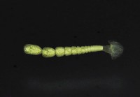 新種葉槽絛蟲藏品圖，第3張