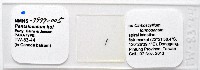 新種葉槽絛蟲藏品圖，第5張