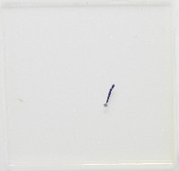 新種葉槽絛蟲藏品圖，第7張