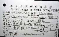 小夜曲花冠螺藏品圖，第12張