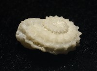 飛碟花冠螺藏品圖，第4張