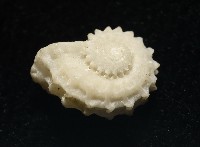 飛碟花冠螺藏品圖，第5張