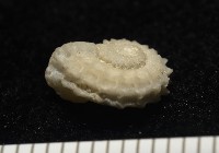 飛碟花冠螺藏品圖，第6張