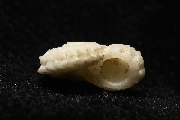 飛碟花冠螺藏品圖，第10張