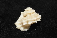 潮境花冠螺藏品圖，第7張