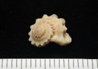 平浪花冠螺藏品圖，第1張