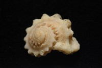 平浪花冠螺藏品圖，第2張