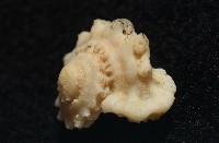 平浪花冠螺藏品圖，第4張