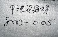 平浪花冠螺藏品圖，第15張