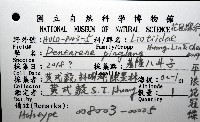 平浪花冠螺藏品圖，第16張