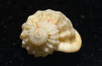 雞籠花冠螺藏品圖，第2張