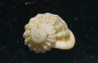 雞籠花冠螺藏品圖，第3張