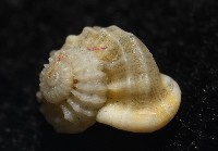 雞籠花冠螺藏品圖，第4張