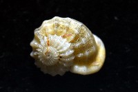雞籠花冠螺藏品圖，第5張