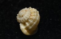 雞籠花冠螺藏品圖，第6張