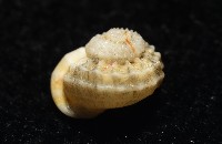 雞籠花冠螺藏品圖，第7張