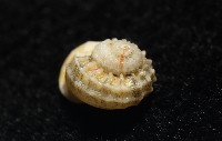 雞籠花冠螺藏品圖，第8張