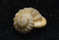 雞籠花冠螺藏品圖，第9張