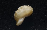 雞籠花冠螺藏品圖，第14張