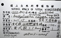 雞籠花冠螺藏品圖，第16張