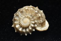 基隆花冠螺藏品圖，第2張