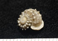 基隆花冠螺藏品圖，第3張