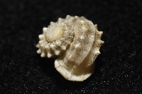 基隆花冠螺藏品圖，第4張