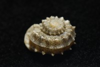 基隆花冠螺藏品圖，第5張