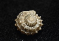 基隆花冠螺藏品圖，第6張