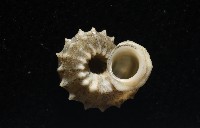 基隆花冠螺藏品圖，第7張